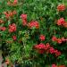 Sadnice - puzavice: Tekoma - Campsis radicans Flamenco 3.god, slika2